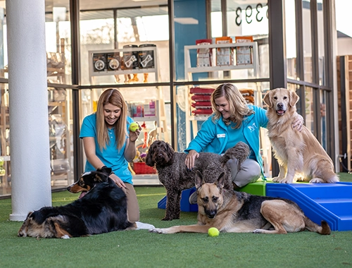 PRHG Employees with Dogs Outside
